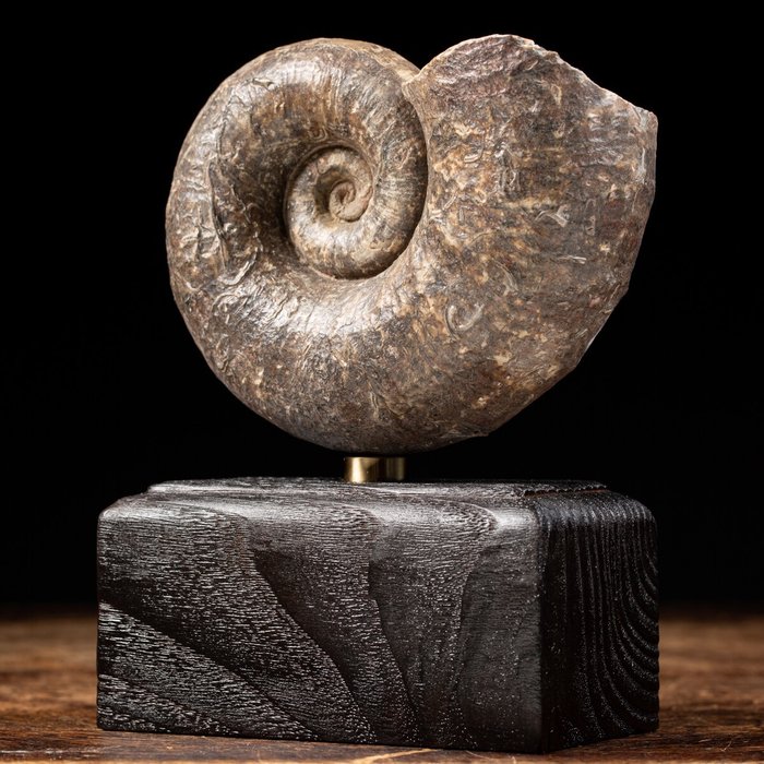 Ammonit auf dekorativer Basis - Lytoceras fimbriatum - Fossiles Fragment - 180 mm - 120 mm