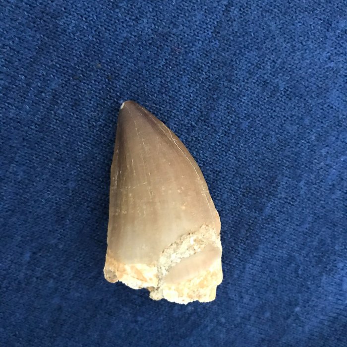 Mosasauro - Dente - Prognatodon anceps - 55×30×22 mm