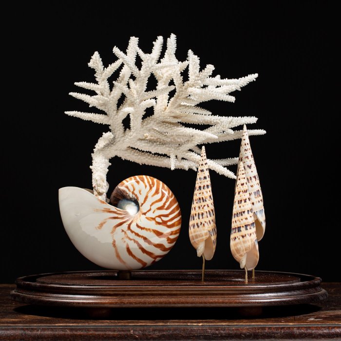 Naturalistisk sammensetning av marin taksidermi Oval klokkekrukke - Nautilus Pompilius - Acropora Florida - Terebra Oxymeris Maculata - 430×430×270 mm