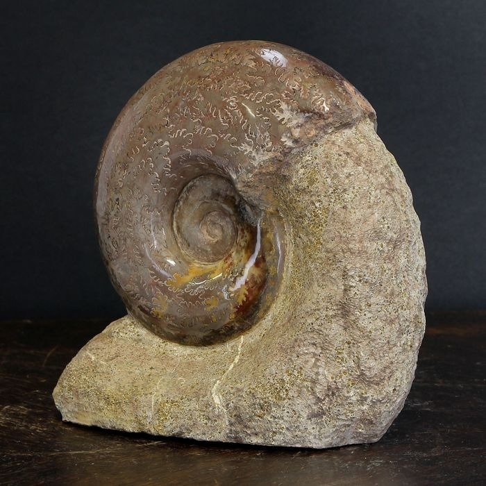 Ammonit auf Matrix - - Fossiles Fragment - Lythoceras Jurense - 160 mm - 155 mm