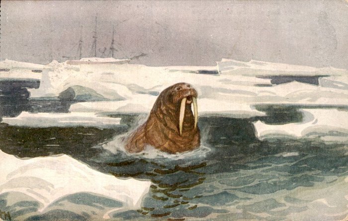 Norway - Complete kit! Roald Amundsen Polar Expedition 1918 -North Pole - Polhavet - North Poleole - - Postcards (Set of 5) - 1924