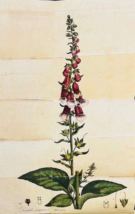 William Withering / James Sowerby (engraver) - An Account of the Foxglove, and some of its Medical Uses - 1785