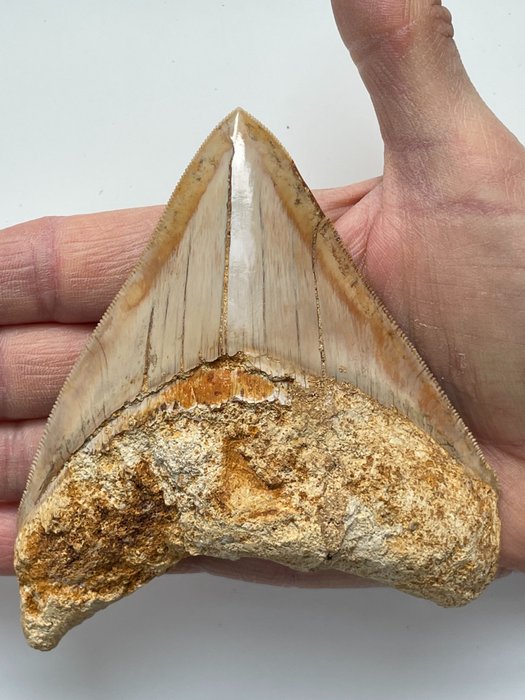 Dente Megalodon di qualità, - 11,8 cm (4,65 pollici) - Carcharocles megalodon