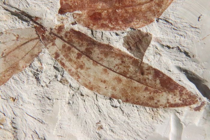 Fossile - foglie della pianta della cannella - Daphnogene polymorpha - 90×60×7 mm