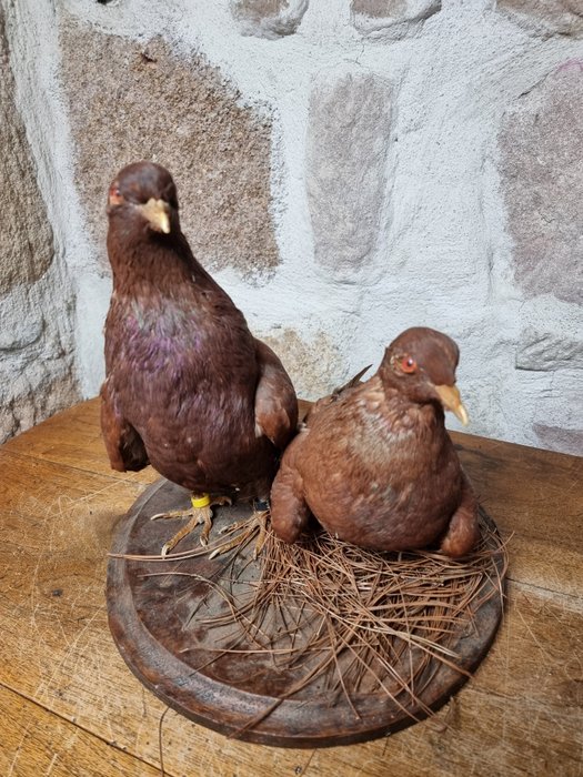 Rock Doves - coppia adulta - montatura d'epoca - Columba livia (domestica) - 27×27×25 cm