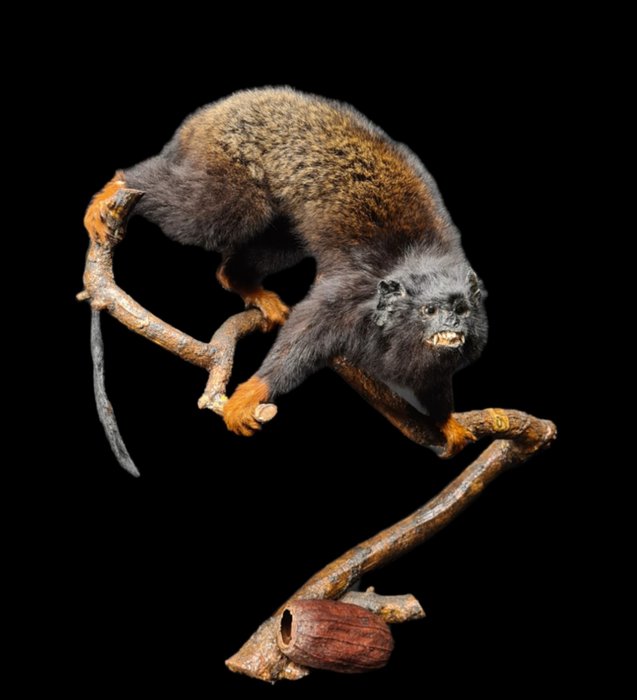 Scimmia Tamarin dalle mani d'oro - con prova dell'origine legale - Montatura vintage, ex Musée de la Castre en 1968, ex Yan Delque Musée de la Nature Castre - Saguinus midas - 40×30×40 cm