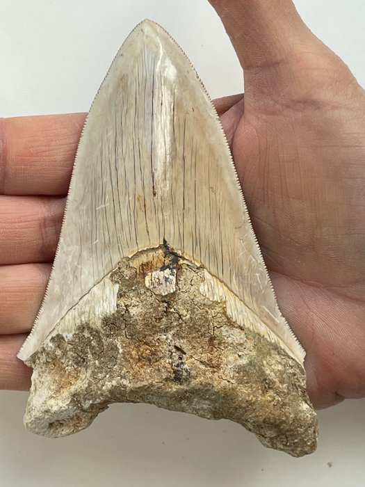 Enorme dente Megalodon, - 12,6 cm (4,96 pollici) - Carcharocles megalodon