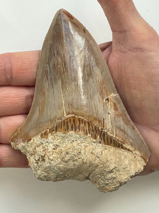 dente di megalodonte, - 11,6 cm (4,57 pollici) - Carcharocles megalodon