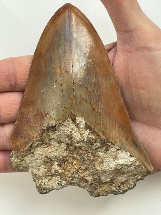 Enorme dente Megalodon, - 12,5 cm (4,92 pollici) - Carcharocles megalodon
