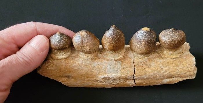 Mosasauro - Dente con parte di mandibola - Globidens - 70×40×170 mm