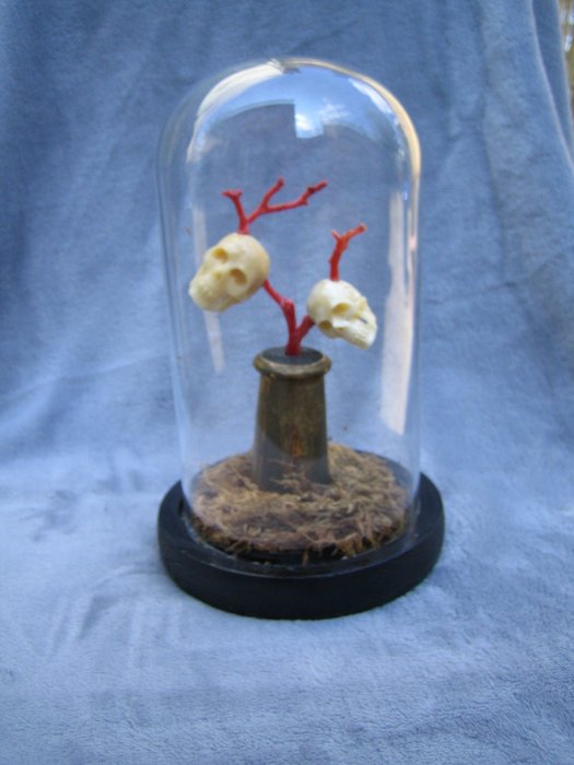 Memento Mori - Osso di Cinghiale scolpito con Corallo Rosso, sotto cupola di vetro