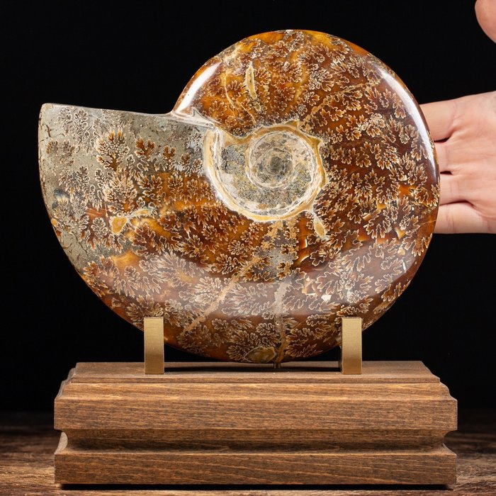 Premium Quality Ammonite - Wood and Brass Decorative Base - Fossilised shell - Aioloceras (Cleoniceras) sp. - 240 mm - 205 mm