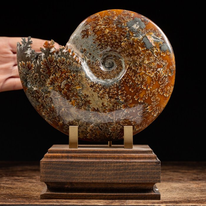 Beautiful Ammonite on wood base - Cleoniceras Sp. - 225×190×130 mm
