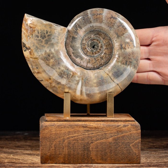 Ammonit på dekorativ bas - 18×15×12 cm