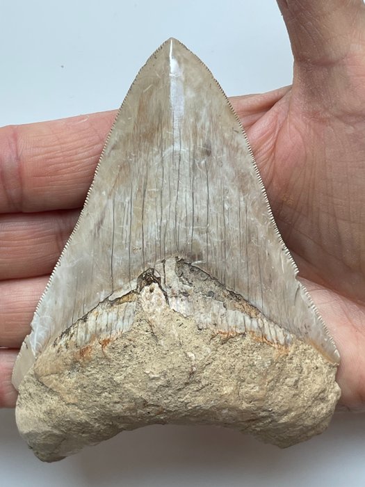 Enorme dente Megalodon, - 11,2 cm (4,41 pollici) - Carcharocles megalodon