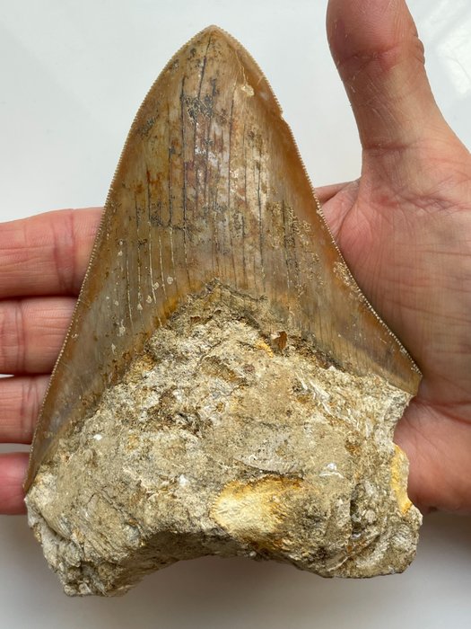 Enorme dente Megalodon, - 13,7 cm (5,39 pollici) - Carcharocles megalodon