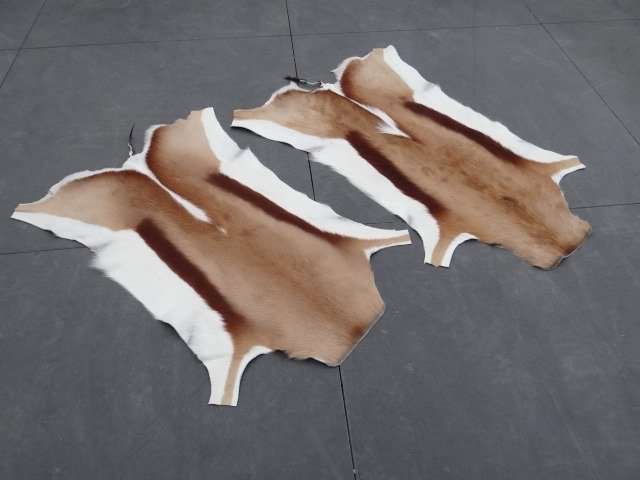 Afrikaanse Springbokhuiden - 小地毯 - 40 cm - 80 cm