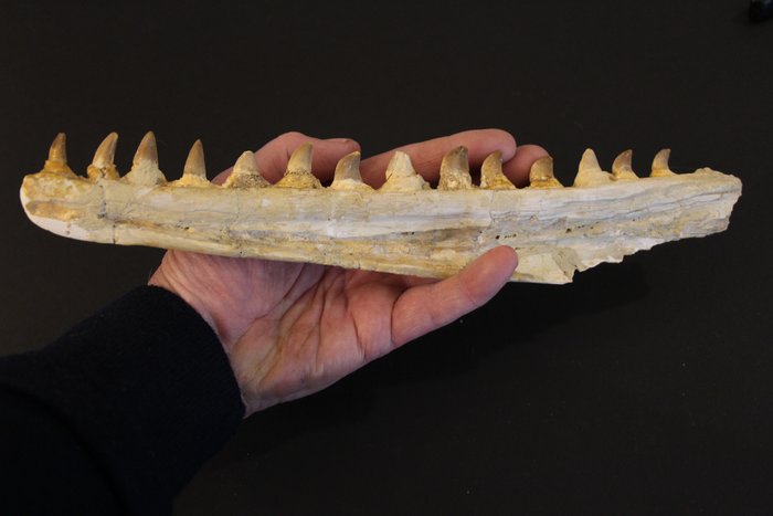 Mosasauro - Mandibola - non identificato - 350×55×22 mm