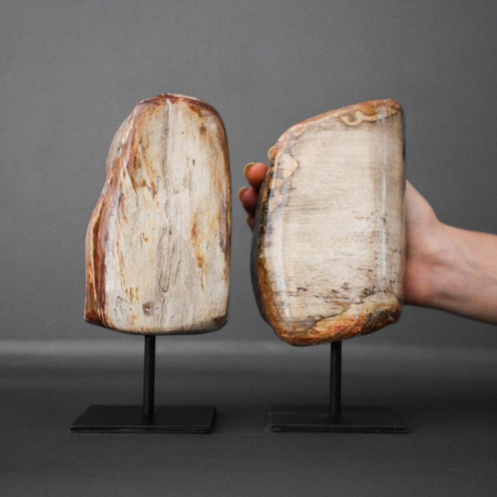 Coppia di legno pietrificato a mano libera lucidato con supporto - Acciaio, Legno