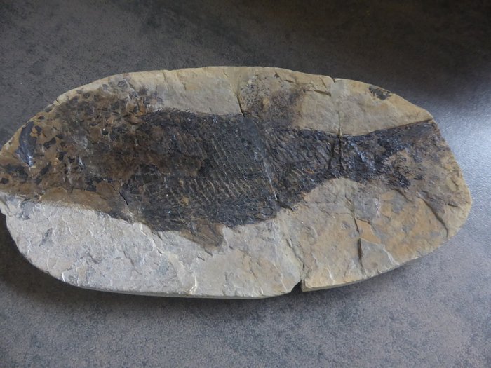 Pesce Meltscale perfetto - Su matrice - Paramblypterus gelberti in Geode - 180×90×15 mm