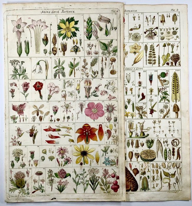 Lot of 2 Large Folios - botanical engravings by Salomon Schinz (1734-1784) after Leonhard Fuchs - 38 cm - Botany & Herbs - Primae Lineae Botanica - Original hand colour - 1543 [1774]