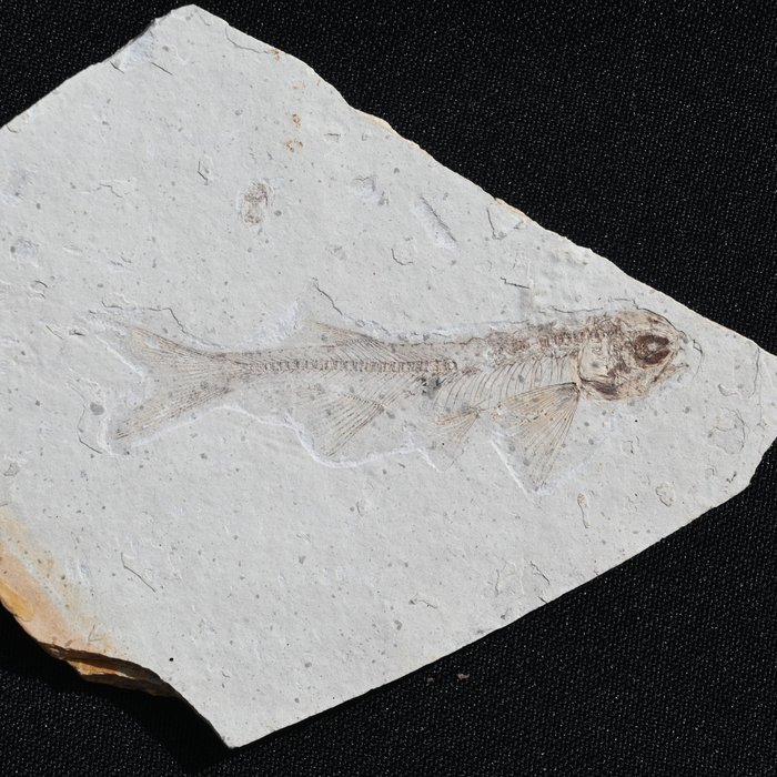 Pesce - Su matrice - Lycoptera davidi - 11.4×8.5×0.6 cm
