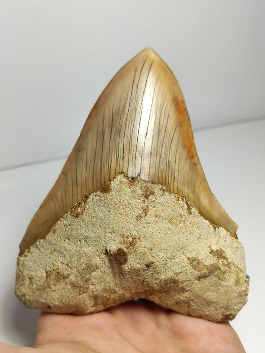 Megalodon molto affilato (11,5 cm - 4,52 pollici) - Dente - Otodus megalodon - 11.5×11.2×9.2 cm