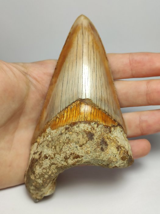 Megalodon finemente seghettato (12 cm - 4,7 pollici) - Dente - Otodus megalodon - 12×9.6×6.9 cm