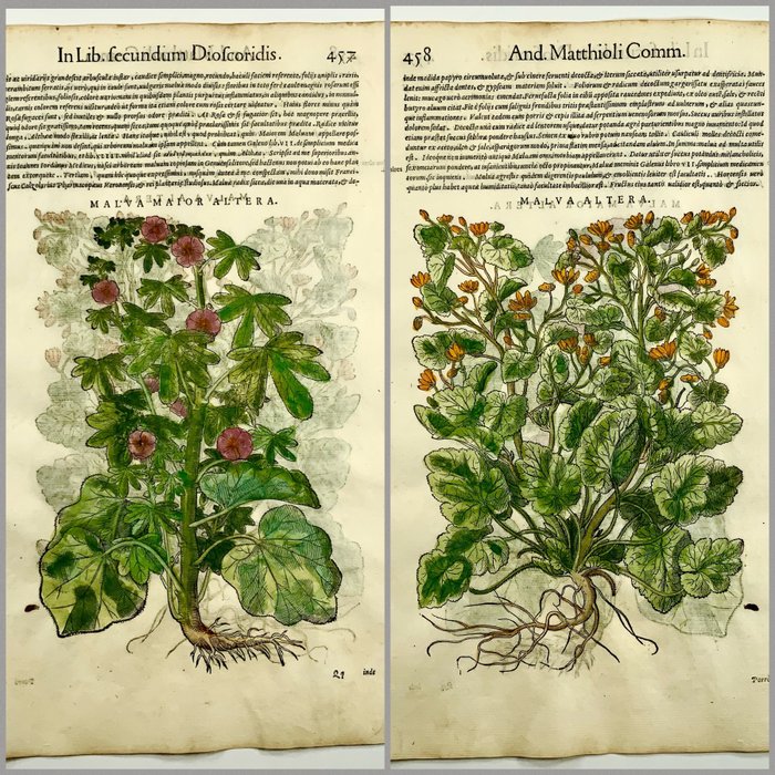 Giorgio Liberale; W. Meyerpeck - Folio with 2 woodcuts, Botany Malva Mallow - 1565