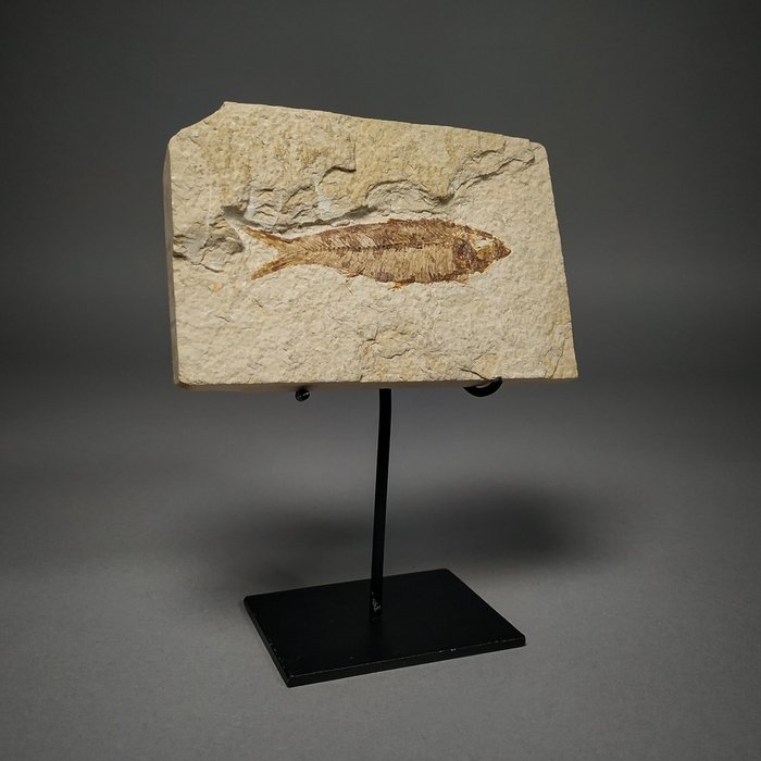 Pesce fossile simile all'aringa su matrice originale - montato su supporto personale - Diplomystus dentatus - 13.4×8.5×1.5 cm