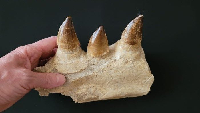 Mosasauro - Denti con parte di mandibola - Prognatodon anceps - 170×48×210 mm