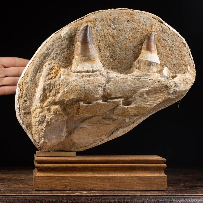 Mosasaurus Jaw seti in custom base - Prognathodon sp. - 310×300×110 mm