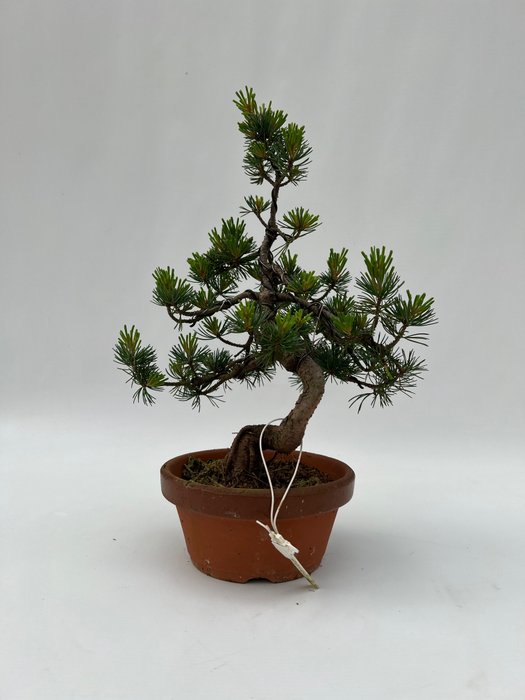 Bonsai pino (Pinus) - 31×24 cm - Giappone