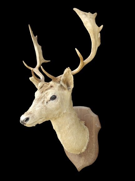 Buck a maggese- supporto da spalla vintage su scudo - Dama dama - 109×78×58 cm
