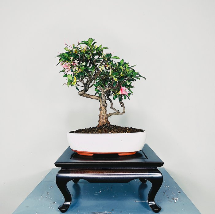 Bonsai azalea (Rhododendron) - 20×15 cm - Portogallo