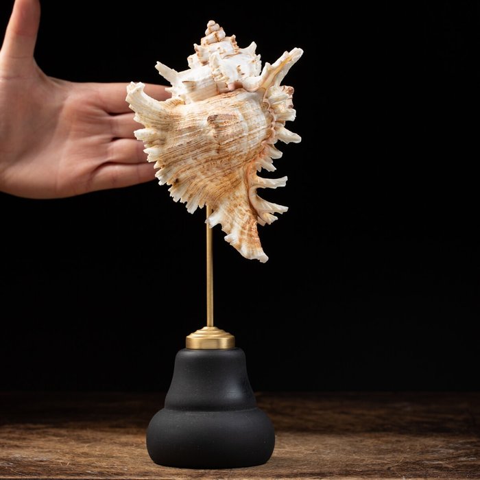 Concha decorativa de caracol de mar Ramose Murex sobre pedestal Concha marina - Chicoreus Ramosus - 270×115×110 mm