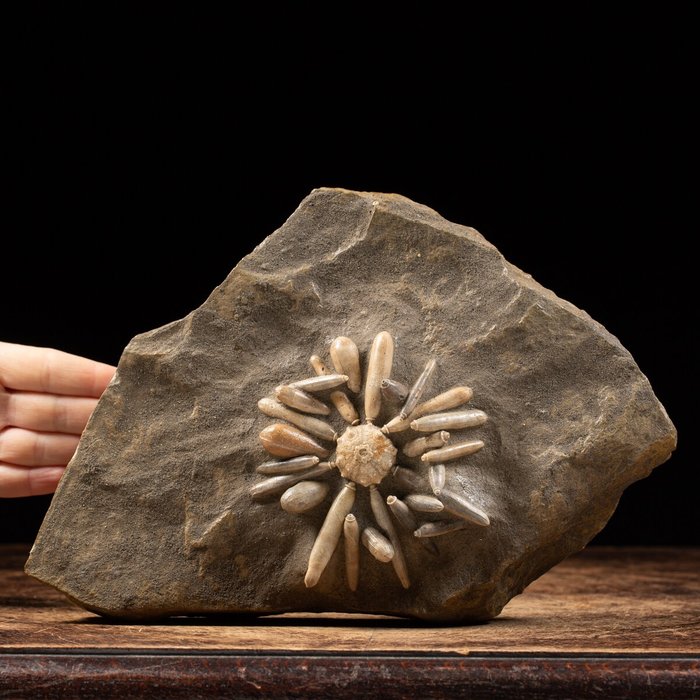 Fossil igelkott på Matrix - Fossilt fragment - Pseudocidaris Mammosa - 200 mm - 290 mm