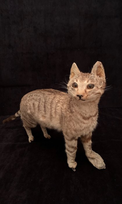 gatto soriano domestico - Tutto il corpo - Felis catus - 44×13×70 cm