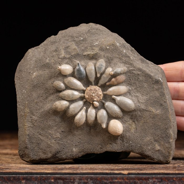 矩陣上的海海膽 - 化石碎片 - Pseudocidaris Mammosa - 155 mm - 150 mm