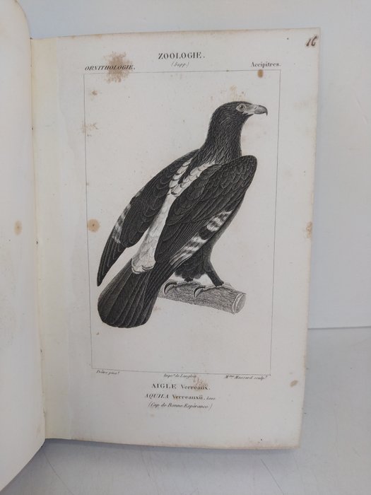 Paul Gervais - Atlas de Zoologie ou collection de 100 planches - 1844