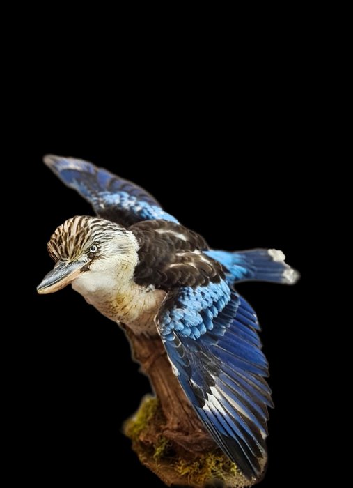 Blue-winged Kookaburra - new mount - Dacelo leachii - 20×10×35 cm