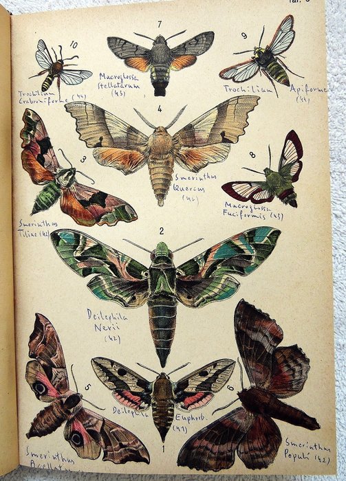 Professor Dr. Eduard Hoffer - Illustriertes Schmetterlingsbuch mit 305 farbig colorierten Abbildungen - 1890