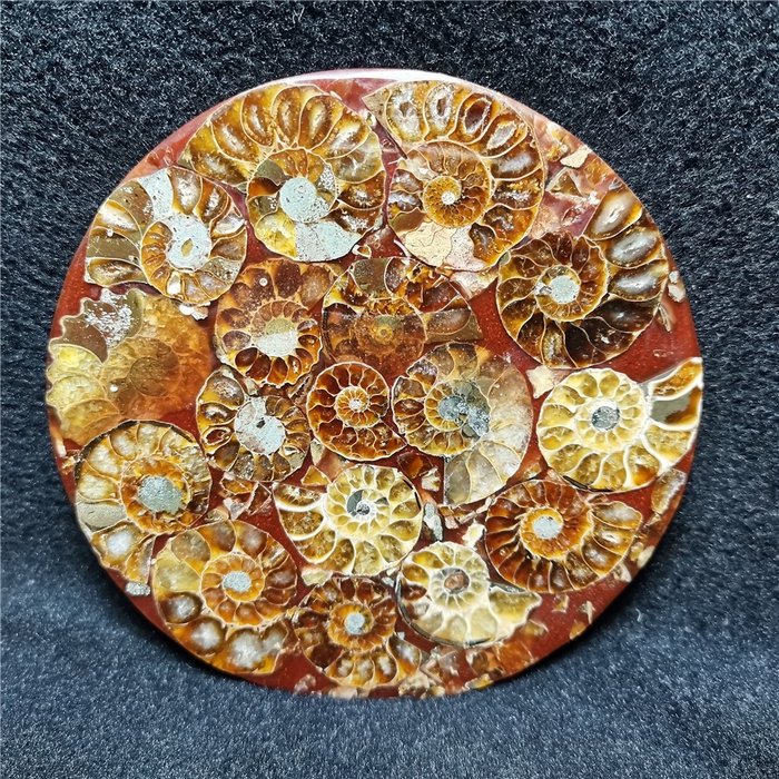 Disco di ammoniti fossili - 110×110×5 mm