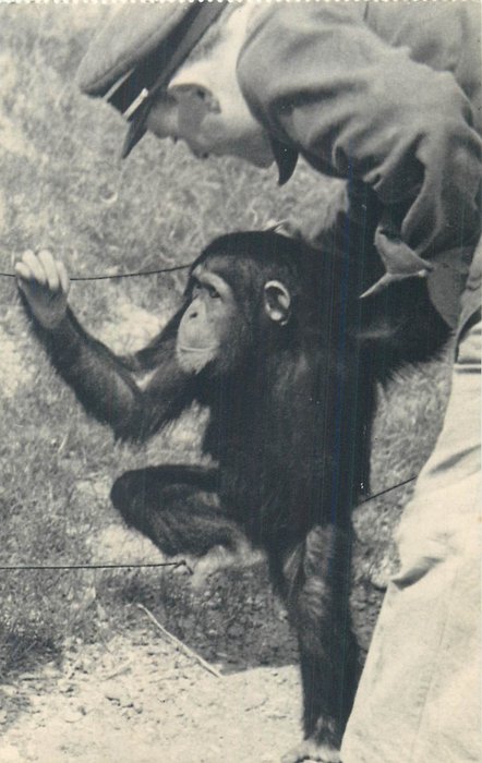 France - Département 75 Parc zoologique du bois de Vincennes - Jardin des plantes - Cartes postales (60) - 1950-1960