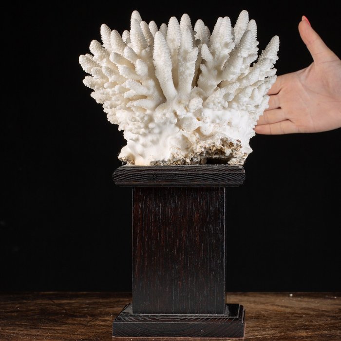 Coral Branco em Pedestal de Madeira - Oceano Pacífico - Coral - Acropora Humilis