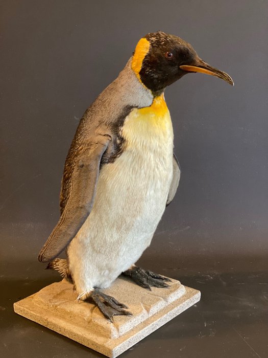 Re Pinguino - supporto in piedi per tutto il corpo - raro da vedere - Aptenodytes patagonicus - With Danish Authority Tag - 63×42×50 cm