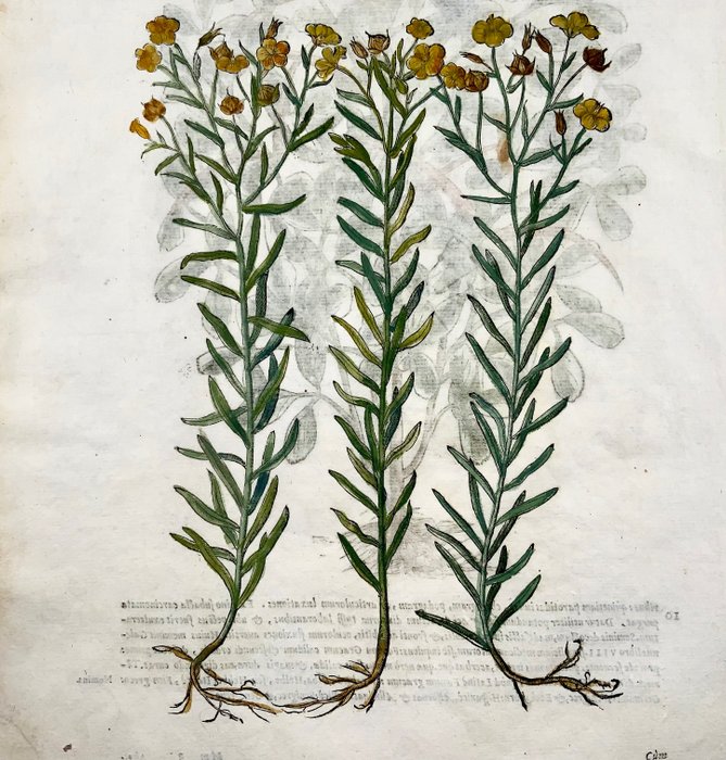 Giorgio Liberale; W. Meyerpeck - Folio with 2 large woodcuts: Botany: Flax [Linum] & Fenugreek [Foenograecum] - 1565