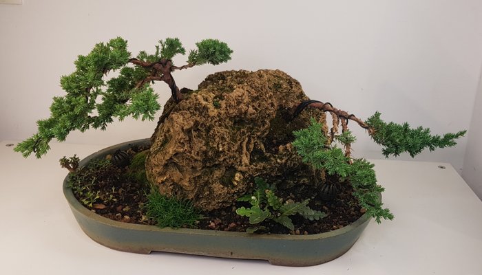 Bonsai ginepro (Juniperus) - 9×26 cm - Spagna