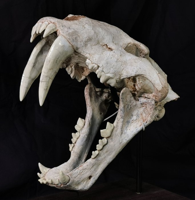 Fossile di teschio di gatto dai denti a sciabola di grandi dimensioni in qualità da museo - Machairodus Giganteus - 40×20×37 cm