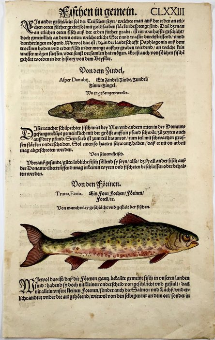 Conrad Gesner - Folio with hand coloured woodcuts of Fresh Water Fish - Trout Zingel - 1557